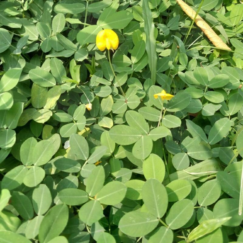 TANAMAN HIAS LANDEP KACANG KACANGAN BUNGA KUNING