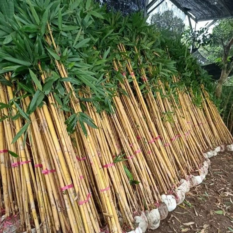 Tanaman Hias Pohon Bambu Kuning/Bambu Panda Bibit Bambu Kuning Tinggi 1 Meter Up