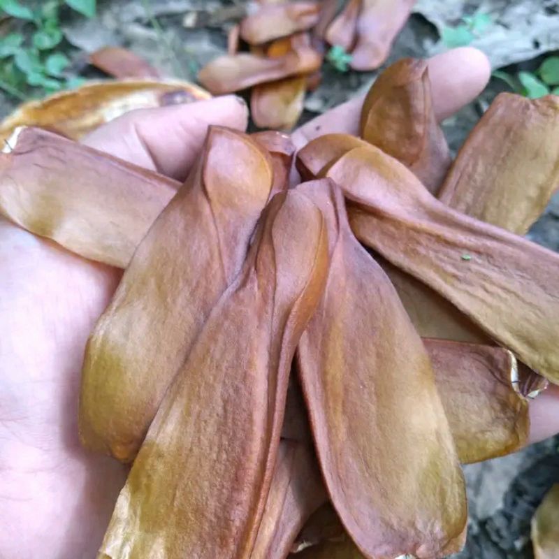 

buah mahoni atau biji mahoni 500gram