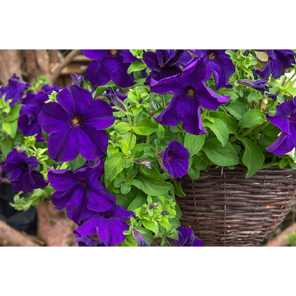 Benih Bibit Biji - Bunga Petunia Nana Compacta Royal Blue Flower Seeds - IMPORT