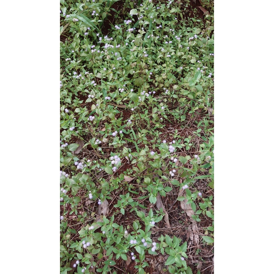 

Daun Bandotan Babadotan Organik 250 gram