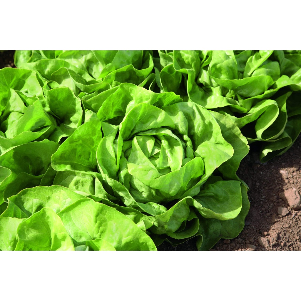 Benih Bibit Biji - Selada Green Butterhead Hijau Lettuce Seeds - IMPORT