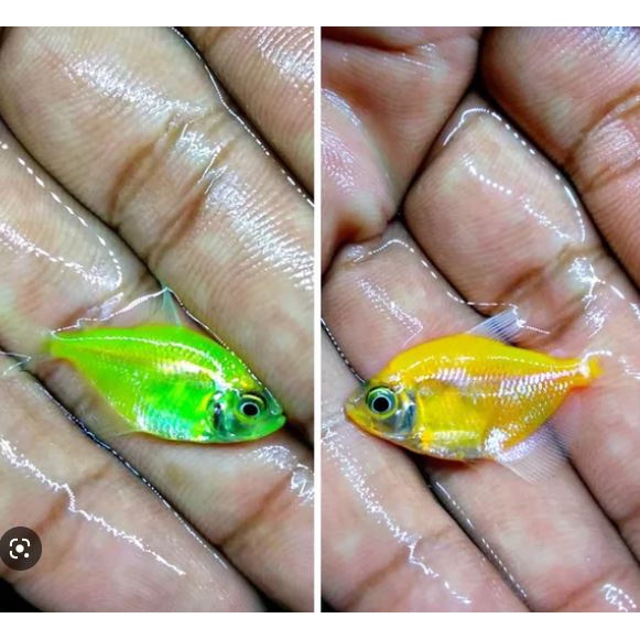 Glow Fish Tetra Ikan Hias Glowfish KHUSUS GOJEK MEDAN Glo Fish Glow