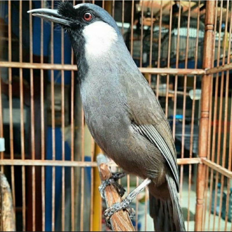 Burung poksay Hongkong betina