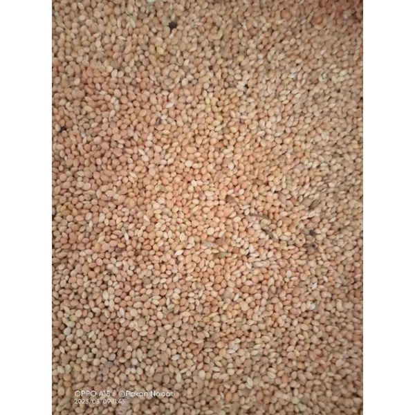 Miled kuning 1 kg/ pakan Lovebird/ pakan perkutut miled kuning/ Millet Pakan Perkutut/ Millet Pakan 