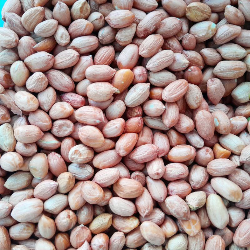 

KACANG TANAH 100 GRAM KUALITAS TERBAIK