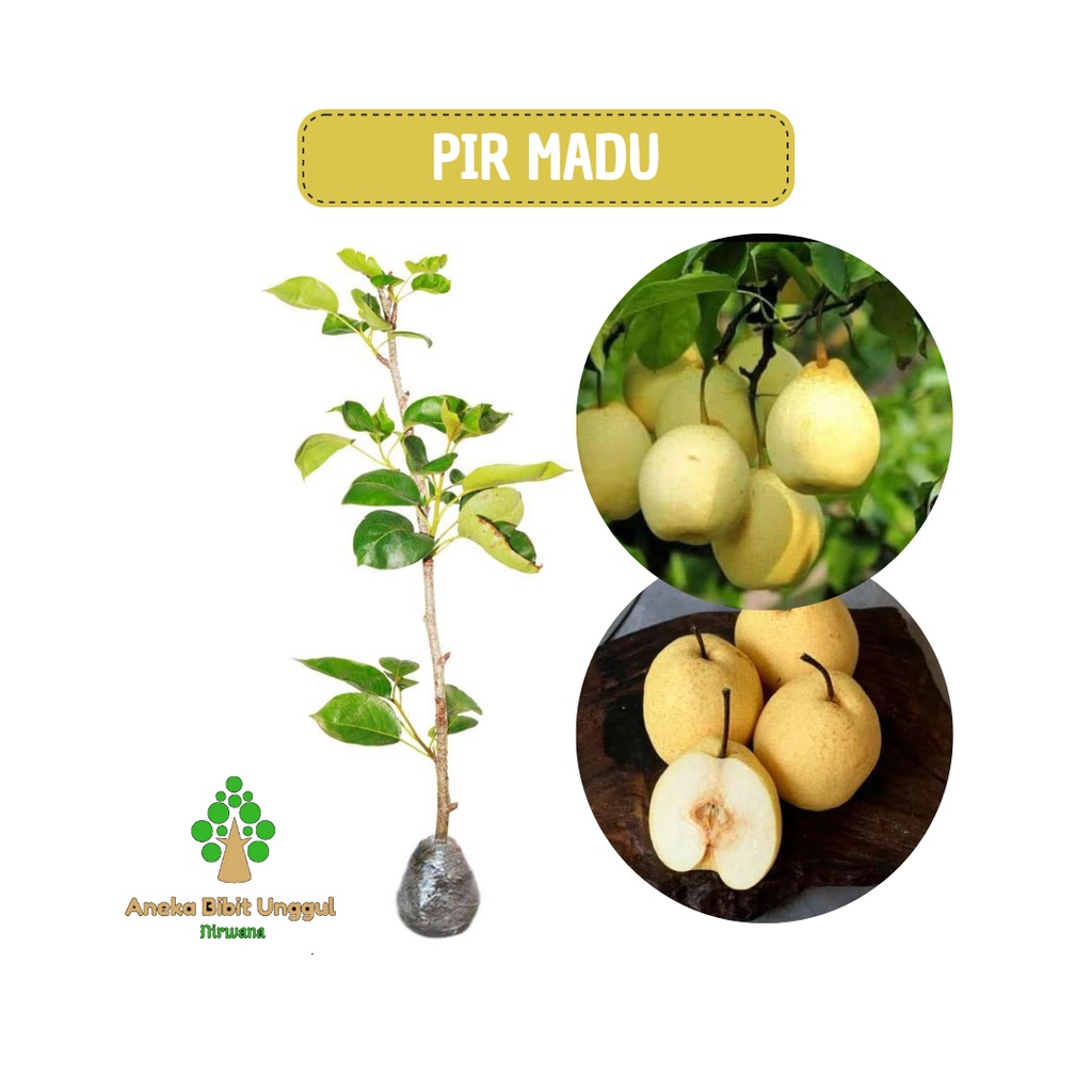 BIBIT BUAH PIR MADU BIBIT TANAMAN BUAH PIR MADU MANIS - BIBIT PEAR MADU Aneka Bibit Unggul NIRWANA
