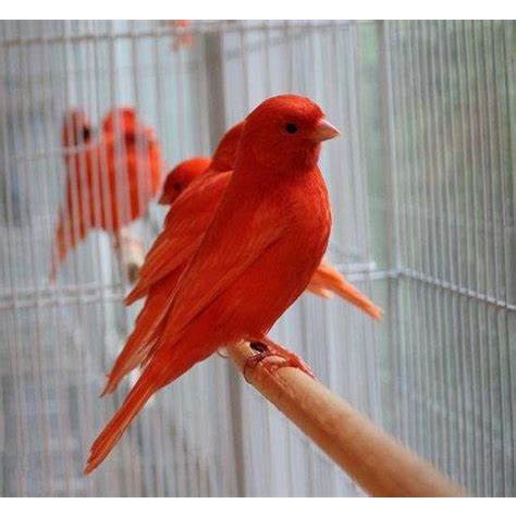 iMport Netherland Kenari RED iNtensive