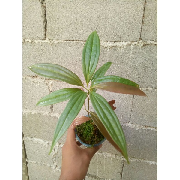 ardisia pecca sp