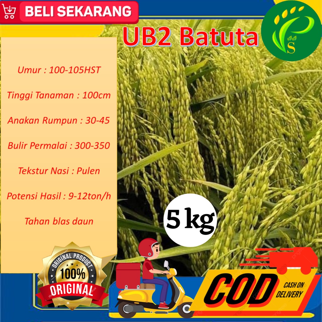 Bibit Padi Unggul UB2 Batuta Asli Aceh 5kg