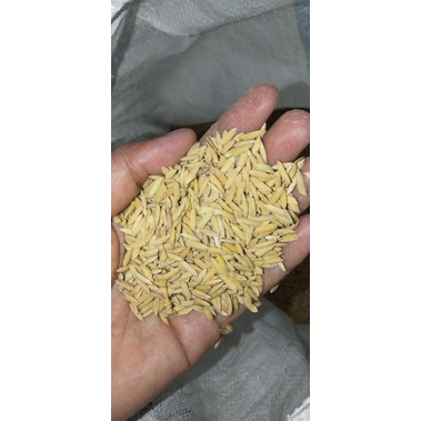 Gabah Padi (Pakan Unggas )