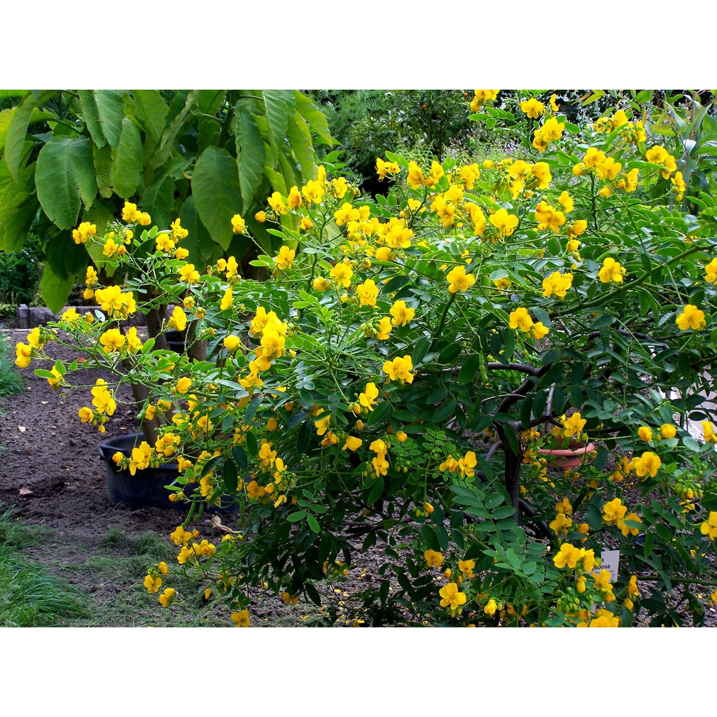 Benih Bibit Biji - Pohon Bunga Buttercup Bush Senna corymbosa Flower Tree Seeds - IMPORT