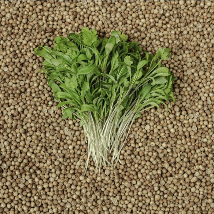 

CILANTRO / WANSUI / CORIANDER MICROGREENS KHASIAT JOSS