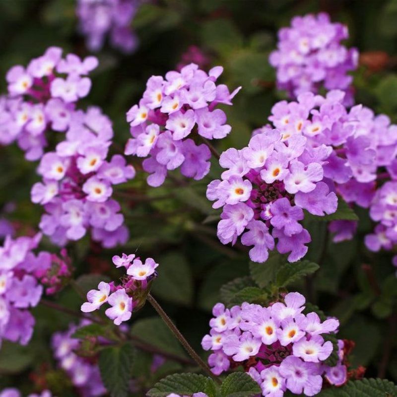 Lantana bunga ungu/purple lantana bahan bonsai