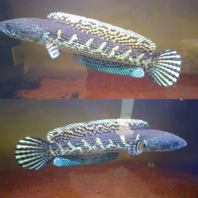 Plastik Packing sterofoam + Auranti 25-27 CM