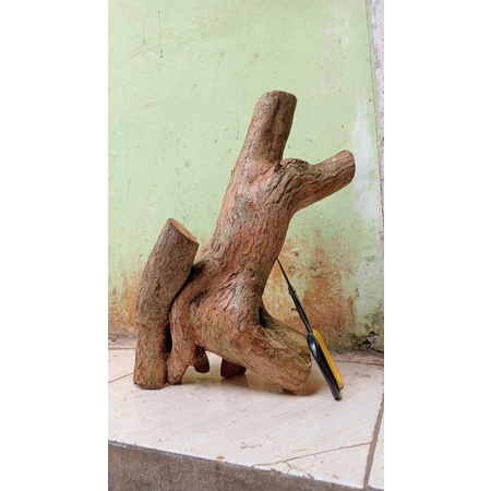 Bahan Bonsai Wahong Gunung Dongkelan Murah Realpict 40