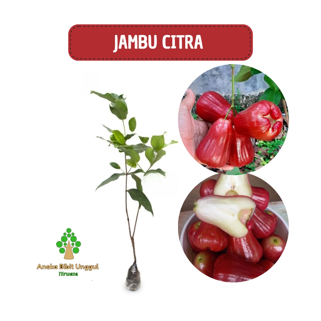 BIBIT JAMBU CITRA JAMBU AIR CITRA Aneka bibit unggul NIRWANA