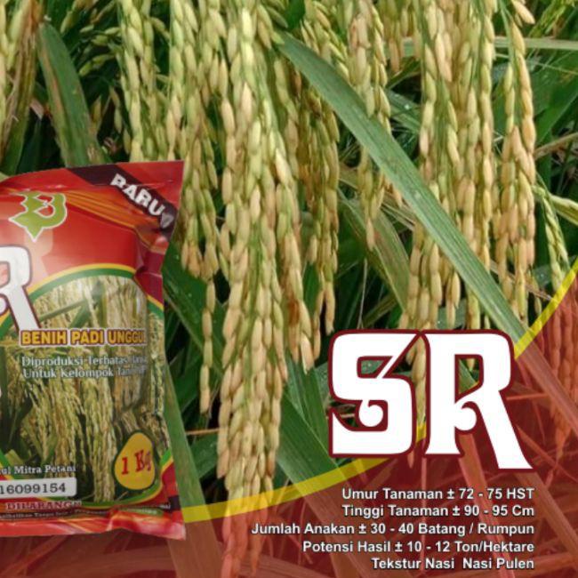 ☋ Padi Unggul SR Super Genjah Terbaru ۝