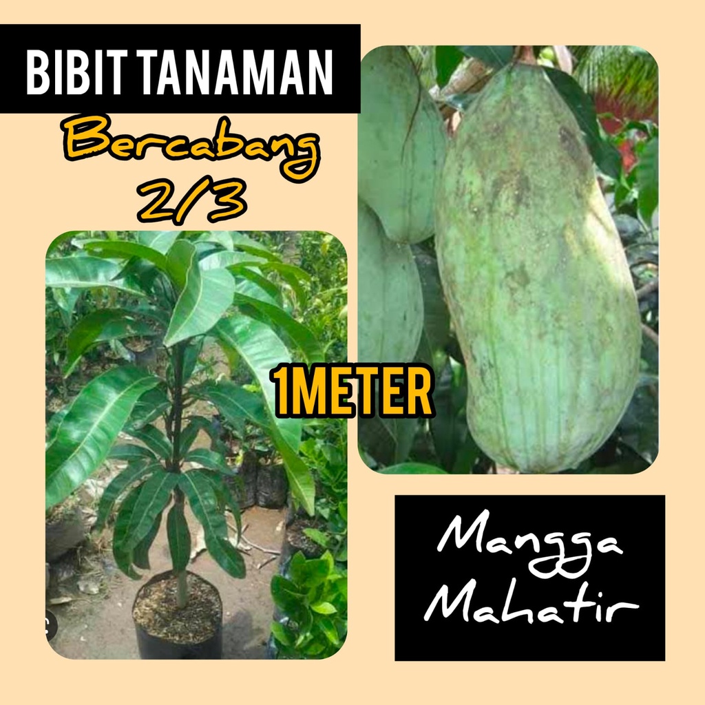 Bibit Mangga Mahatir 1 Meter batang bercabang 2 atau 3 cabang