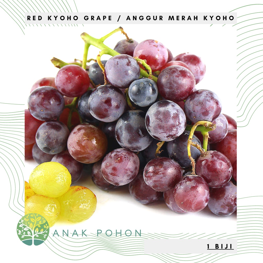 Benih Bibit Biji - Buah Anggur Merah Kyoho / Red Kyoho Grapes Fruit Seeds - IMPORT - Berdaging Tebal, Manis, Berair &amp; Harum!