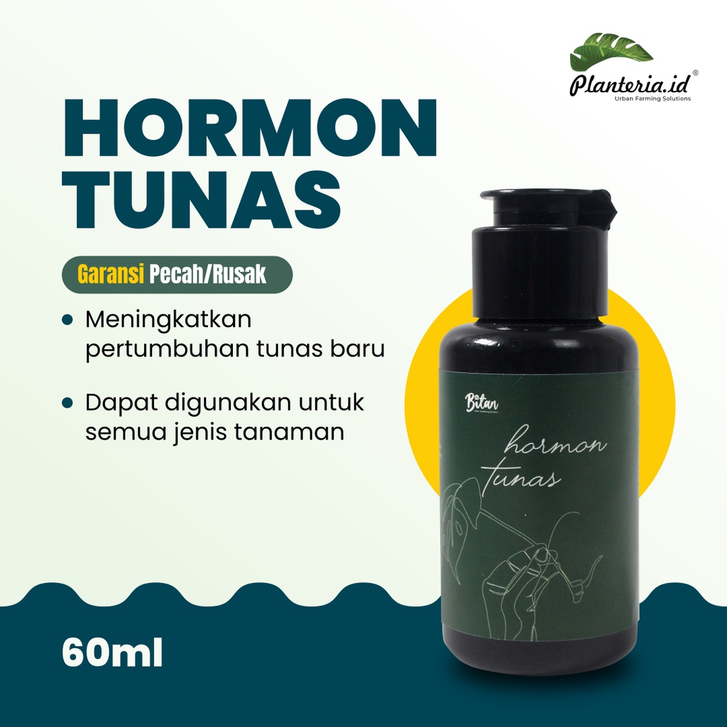 Obat Penumbuh tunas tanaman penumbuh tunas aglonema