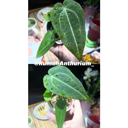 Anthurium Warocqueanum lidah gajah X Papililaminum