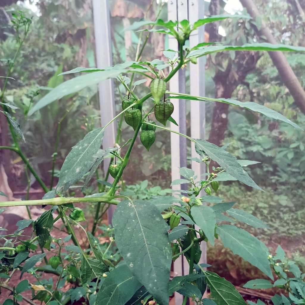 

DAUN CIPLUKAN SEGAR DAUN CECENDET 500 gram