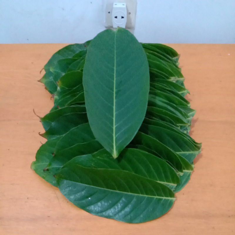 

Daun bungur segar Insulin nabati Dr Yamakazi (50 lembar)