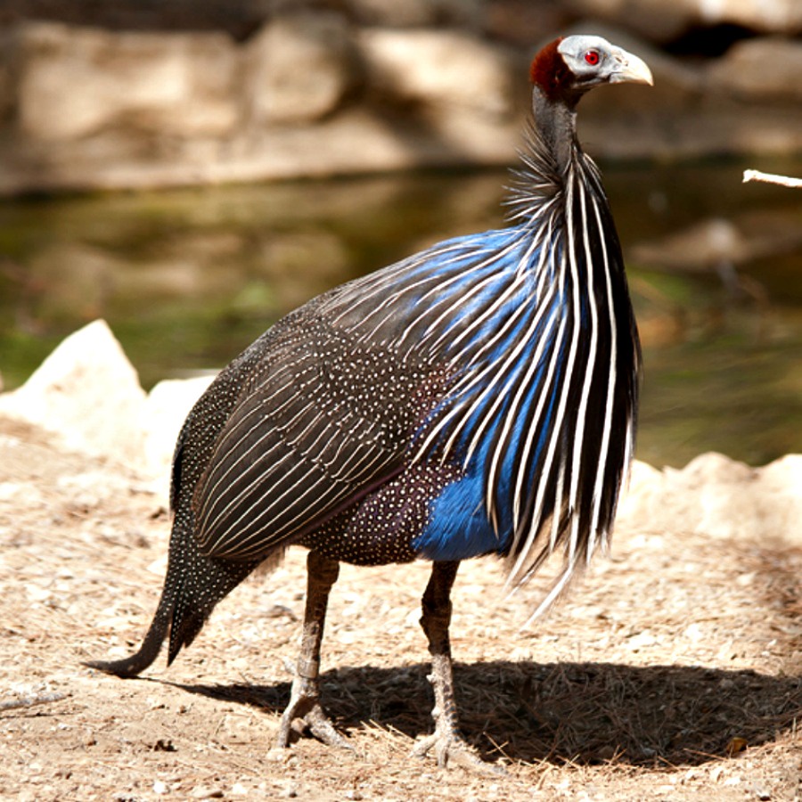 telur tetas fress asli ayam mutiara
