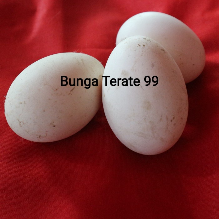

TELOR SOANG SUDAH CALANG/BUSUK
