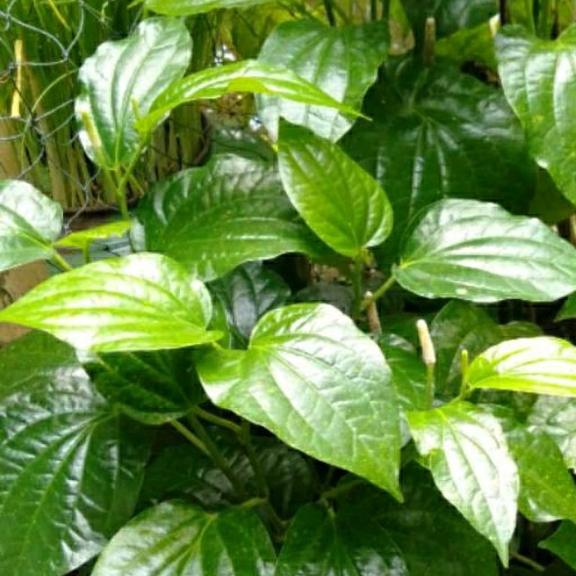 

Daun cabe jawa segar 100 gram (herbal organik)