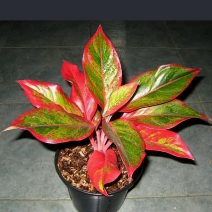 TANAMAN HIAS AGLONEMA LIPSTIK MERAH/AGLONEMA SIAM MERAH