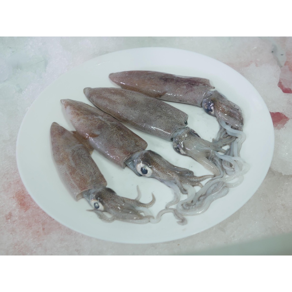 

Cumi Squid Whole Frozen - Damena Seafood