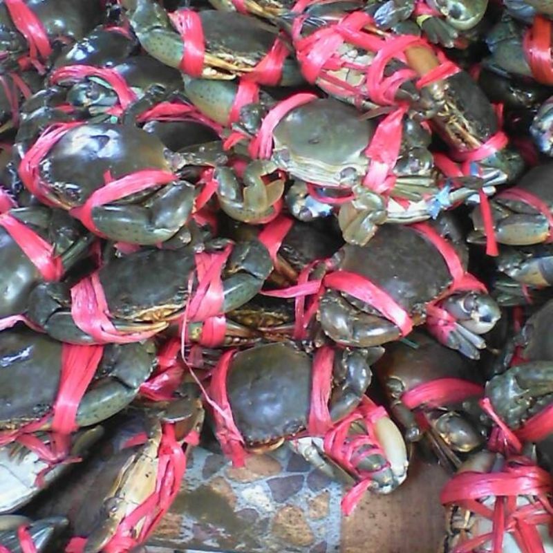 

kepiting hidup 1kg isi 4-5 pcs