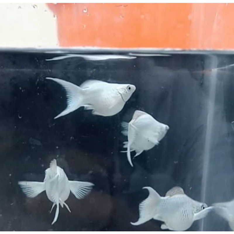 molly balon platinum liretail