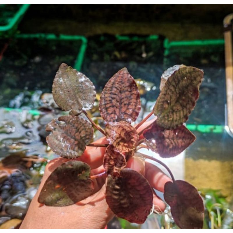 cryptocoryne striolata/3 pcs