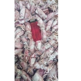 

❆ PROMO Cumi Asin beby 1kg/beby cumi asin /cumi asin rebus kecil ▲