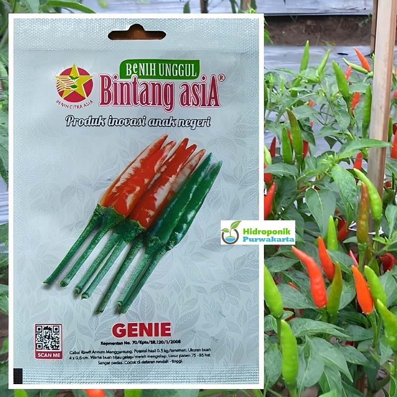 Benih Cabe Rawit GENIE 2 gram Cap Bintang Asia Tipe Tegak Buah Pedas Merah Menyala
