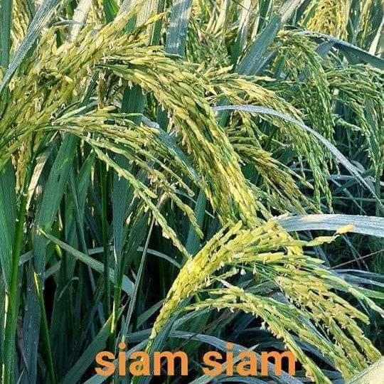 Benih Padi Unggul SIAM SIAM 5kg