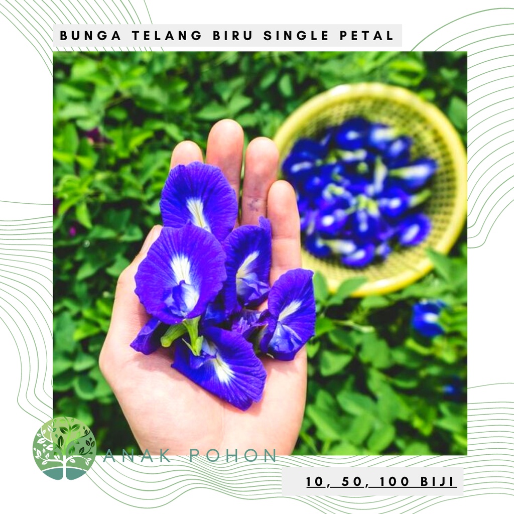 Benih Bibit Biji - Bunga Telang Biru Single Petal Blue Butterfly Pea Seeds - Untuk Pewarna Makanan &amp; Minuman - Tanaman Bunga Merambat - Mudah Tumbuh untuk Pemula