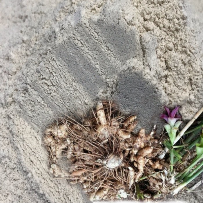 

KUNYIT KUNIR PUTIH BUBUK 150 GRAM SUPER AMPUH