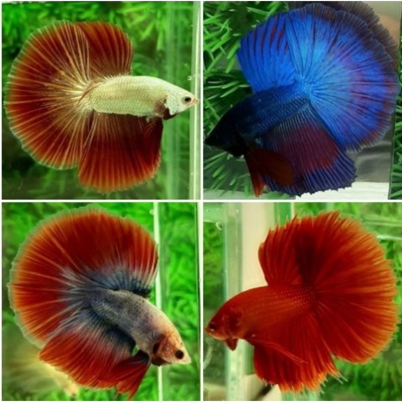 paket cupang 5 ekor Halfmoon jantan size M