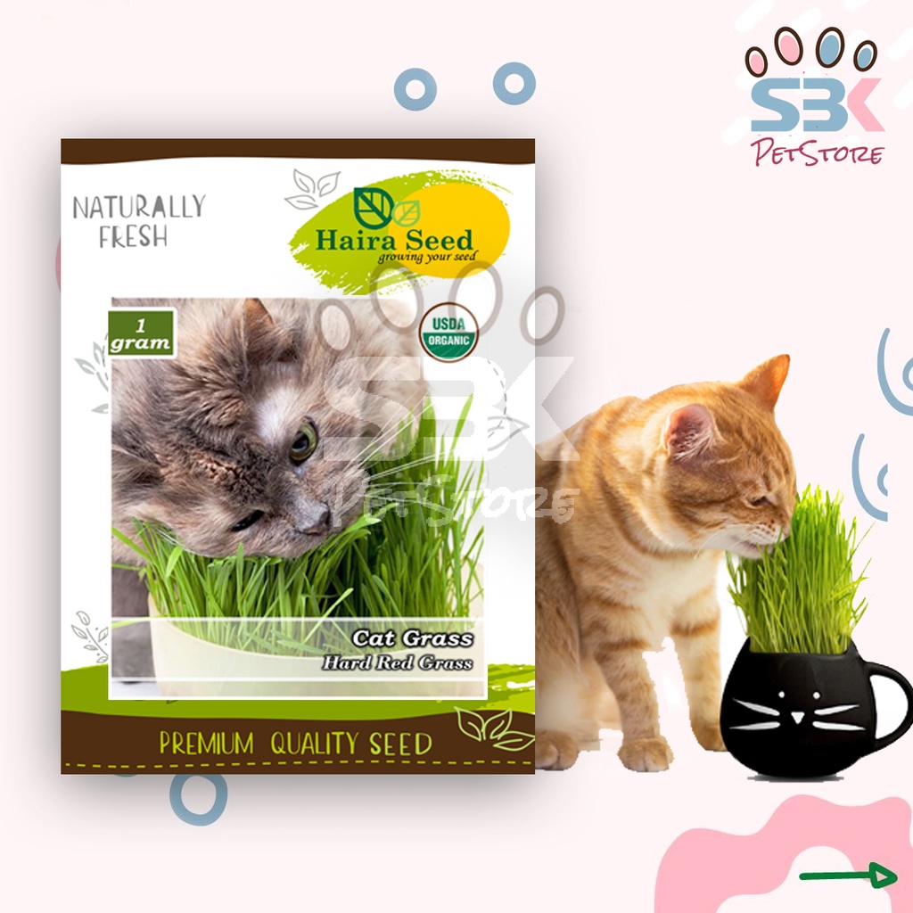 Benih-Bibit Cat Grass Organik Rumput Kucing