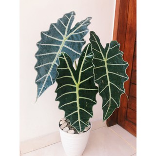 Tanaman hias hidup Alocasia Alokasia Keladi amazon Tanaman hias Bunga hias hidup Tanaman hidup murah