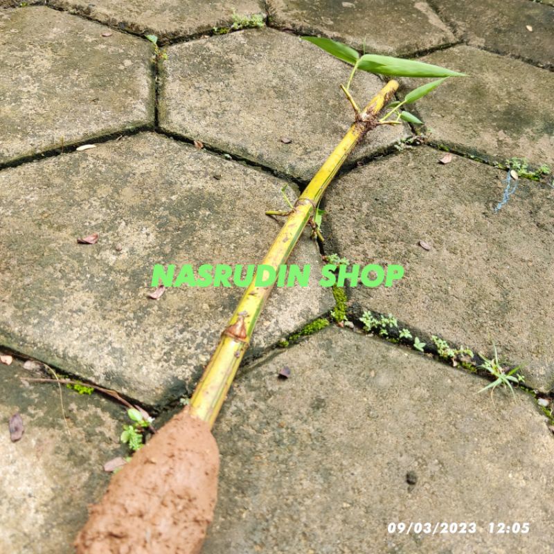 

[Fresh] BIBIT BAMBU KUNING SIAP TANAM DI KIRIM DENGAN MEDIA TANAH LIAT / untuk tanaman hias
