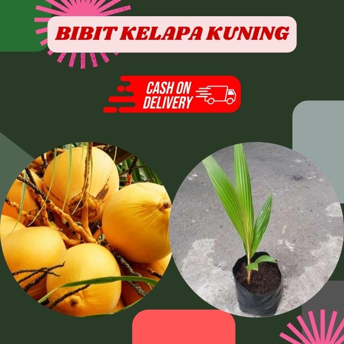 Pohon Kelapa Kuning, Bibit Kelapa Gading Kuning Genjah