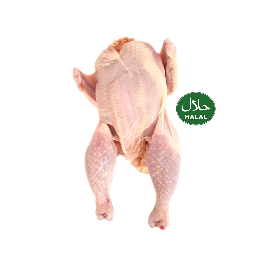 

Baby Chicken Segar