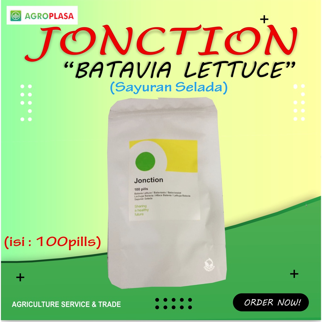 Benih Selada Batavia Jonction Junction RZ 100pills