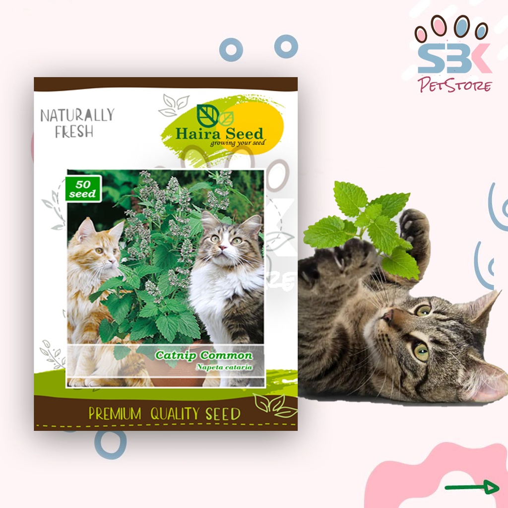 Benih-Bibit Catnip 50 Biji Untuk Kucing