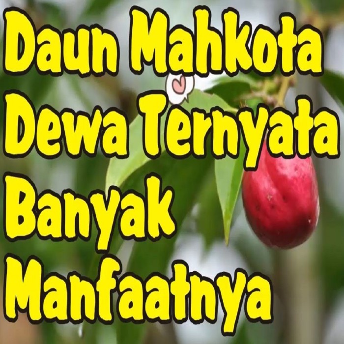 

Mahkota Dewa Rempah Kering Langsung Seduh/Bahan Jamu Herbal Obat Diabetes